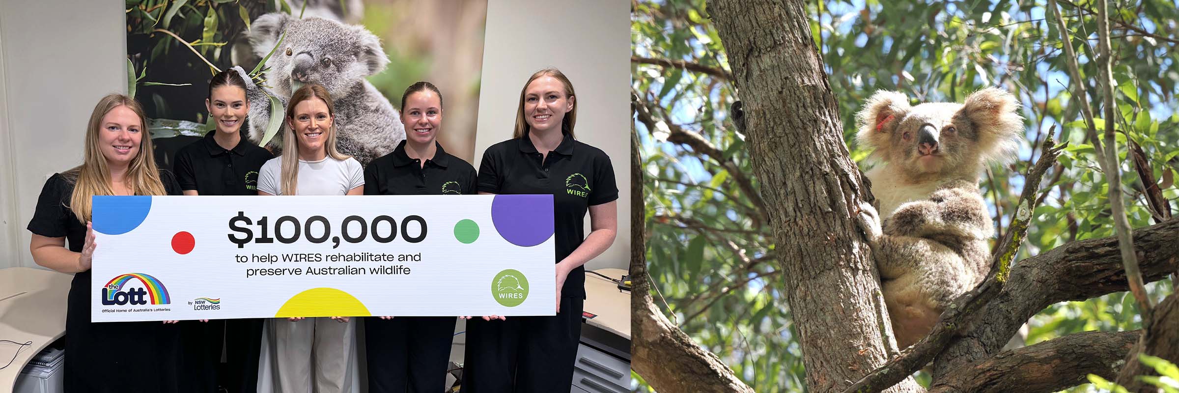 Our $100,000 commitment to koala care on World Wildlife Day Hero Image